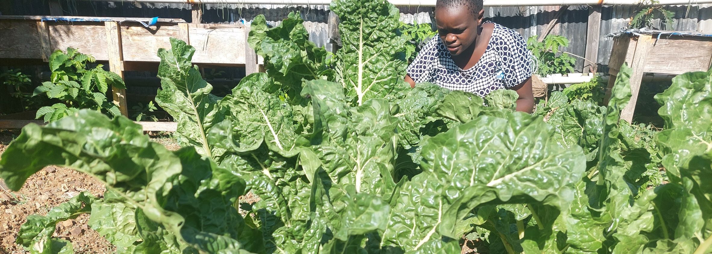 Women in sustainable agriculture